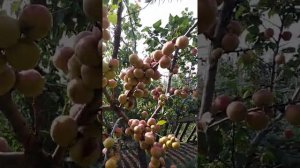 Подвои для абрикоса