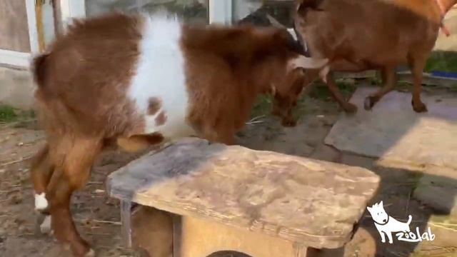 Протез для козлика. ZooLab смотреть онлайн
