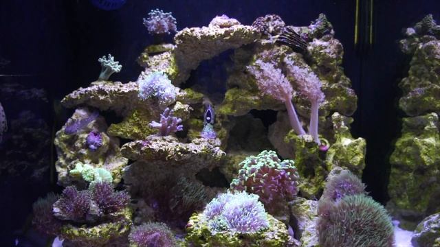 262. Akwarium Morskie - Reef Tank.