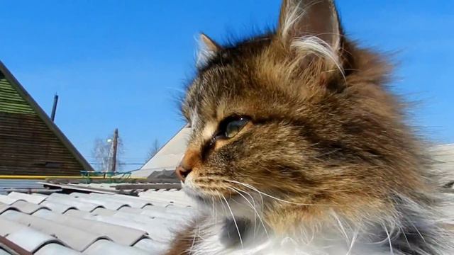 Лапочка. Рычард. Лапыч. Кошки. Апрель. Cats смотреть онлайн