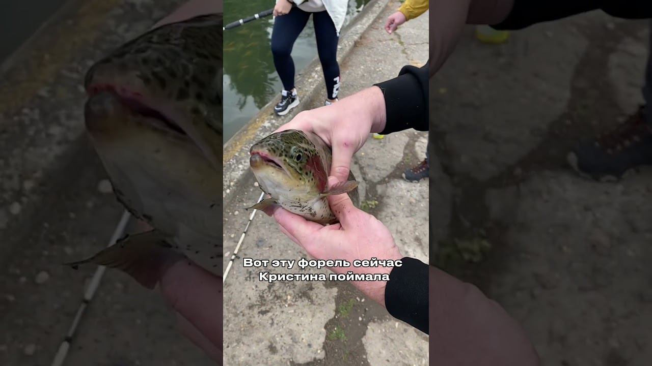 Рыбалка в Кисловодске на «Форелевом» смотреть онлайн