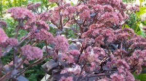 Sedum 'Jose Aubergine'
