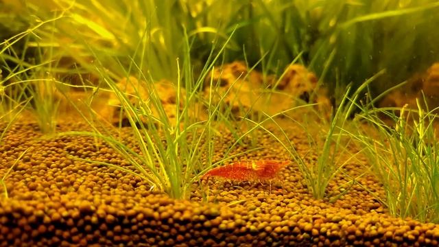САМЫЕ ПРОСТЫЕ АКВАРИУМНЫЕ КРЕВЕТКИ.ВИШНЯ. CHERRY SHRIMP. Neocaridina heteropoda смотреть онлайн
