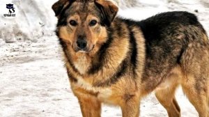 ✔ Дворняга: плюсы и минусы беспородной собаки