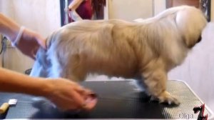 Груминг щенка пекинеса