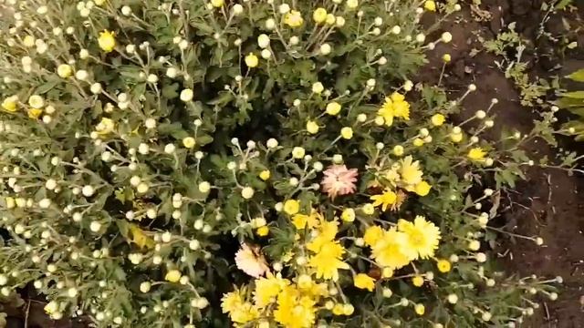 Хризантемы. В чём разница?