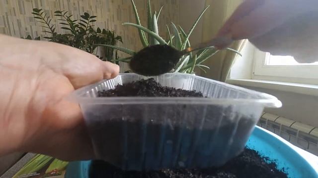 Посев черешкового сельдерея на рассаду смотреть онлайн