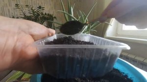 Посев черешкового сельдерея на рассаду