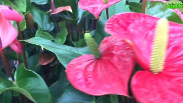 ПОЧЕМУ ЧАХНЕТ И СОХНЕТ СПАТИФИЛЛУМ И АНТУРИУМ ? ВЯНУТ ЛИСТЬЯ #spatifillum #anturium #oldenburgru#25