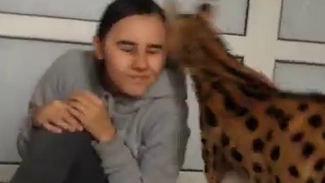 Serval Сервал, замуркала насмерть :)