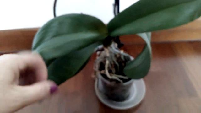 Орхидея, помогите - 2. Ничего страшного не произошло. смотреть онлайн