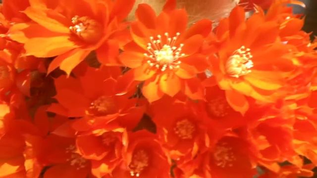 Rebutia albipilosa Cactus in beautiful bright orange bouquet смотреть онлайн