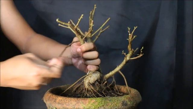 White Ficus Bonsai смотреть онлайн