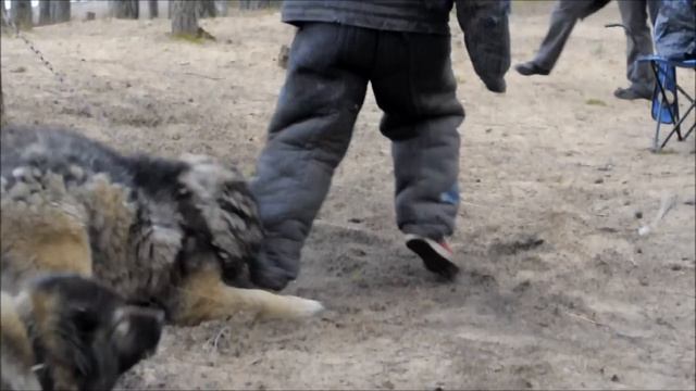 24 апреля Большая Ижора кавказские овчарки Цезарь и Травка Чужой против хищника смотреть онлайн