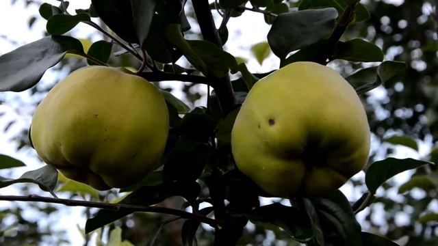 Саженцы Айвы смотреть онлайн