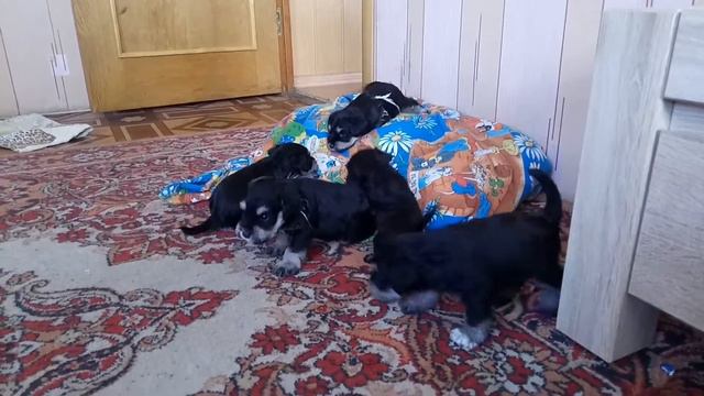 Щенки цвергшнауцера смотреть онлайн