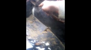 подробный обзор переделки кулисы кпп и трактора т 25