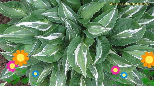 Хоста гибридная Снейк айс. Краткий обзор, описание характеристик hosta snake eyes смотреть онлайн