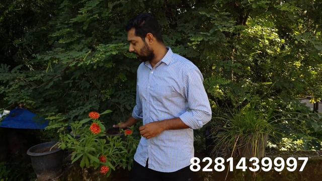 Gaillardia Plant - Malayalam