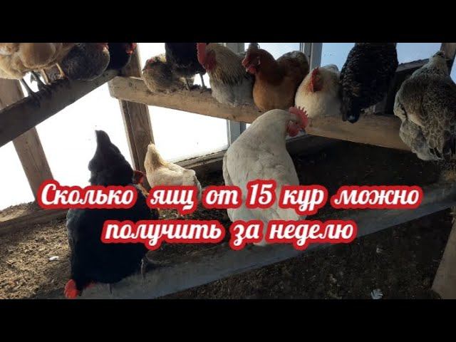 Сколько яиц можно получить от 15 курочек за неделю.... смотреть онлайн