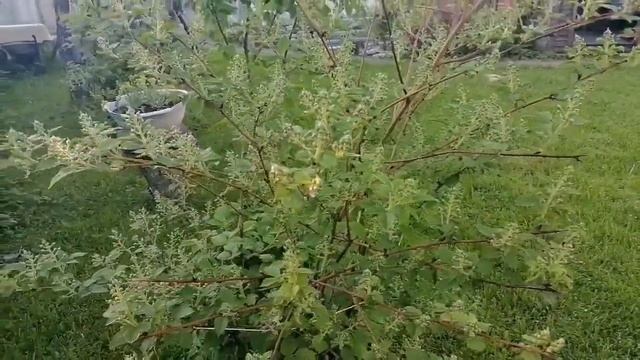 Прогулка по саду - гадание на кофейной гуще? смотреть онлайн