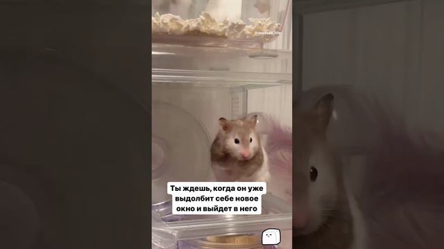 Трудности соседства. смотреть онлайн