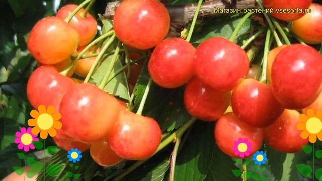 Черешня Розовый жемчуг. Краткий обзор, описание характеристик prunus avium Rozovyy zhemchug смотреть онлайн