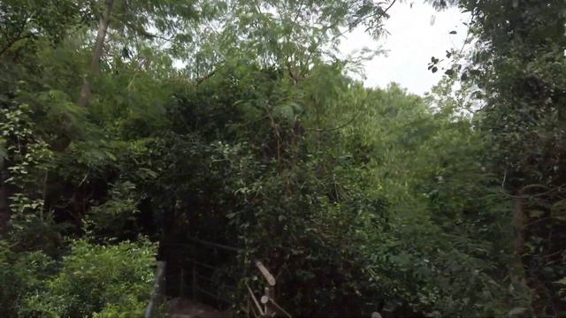 Downhill Trail Bike (DJI Osmo Pocket 1) #downhillmtb смотреть онлайн