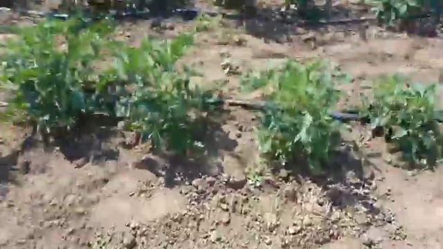 Помидоры Асвон F1 – Ранний, Херсонская область смотреть онлайн