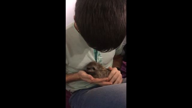 Сурикат милаха) смотреть онлайн