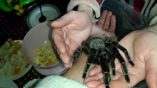 ✅НАПАДЕНИЕ ТАРАНТУЛА