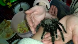 ✅НАПАДЕНИЕ ТАРАНТУЛА