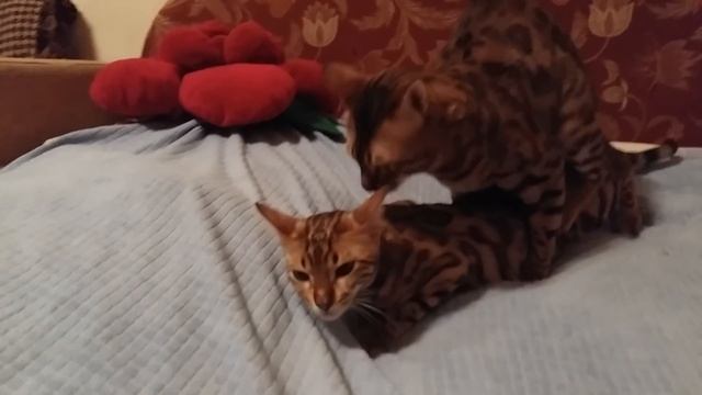 mating thoroughbred Bengal cats / вязка чистокровных бенгальских котов смотреть онлайн