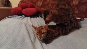 mating thoroughbred Bengal cats / вязка чистокровных бенгальских котов