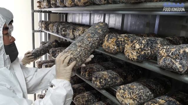 놀랍습니다! 도심 한복판의 첨단 스마트팜에서 재배하는 표고버섯 / Advanced technology! Mushroom Smart Farm - Korean Food Factory смотреть онлайн