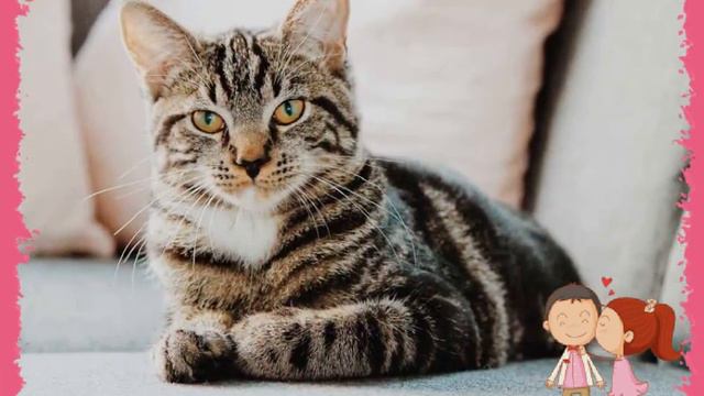 10 of the Cutest Cat Breeds | Cat Video Live Wallpaper APK for Android Download @12.2m89 #cat #cat смотреть онлайн
