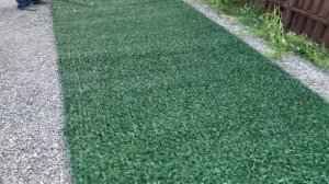 Живой забор «Калифорнийская изгородь» от Группы компаний ЛистВуд