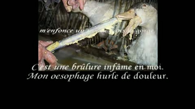Foie gras : Témoignage d'un canard gavé смотреть онлайн