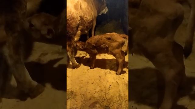 50 % джерси бычок смотреть онлайн