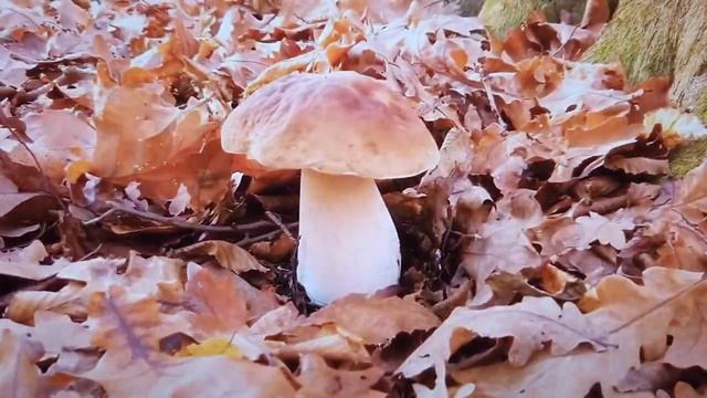 Литературная страница. Стихи об осени. смотреть онлайн