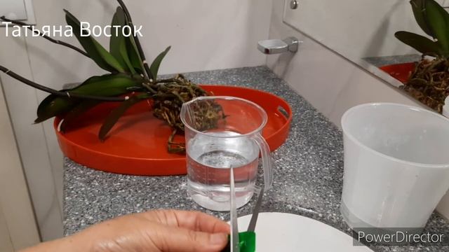 Пересадка орхидеи после цветения!? смотреть онлайн
