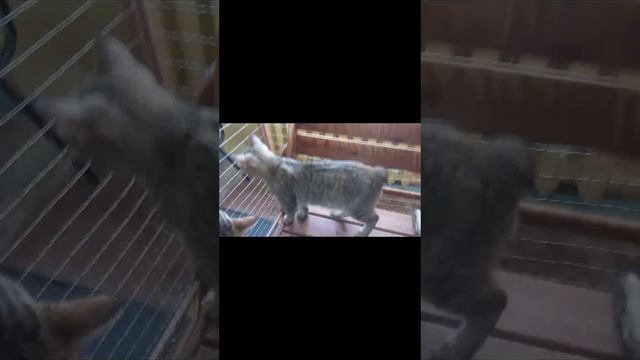 Поход на федерацию кошек смотреть онлайн