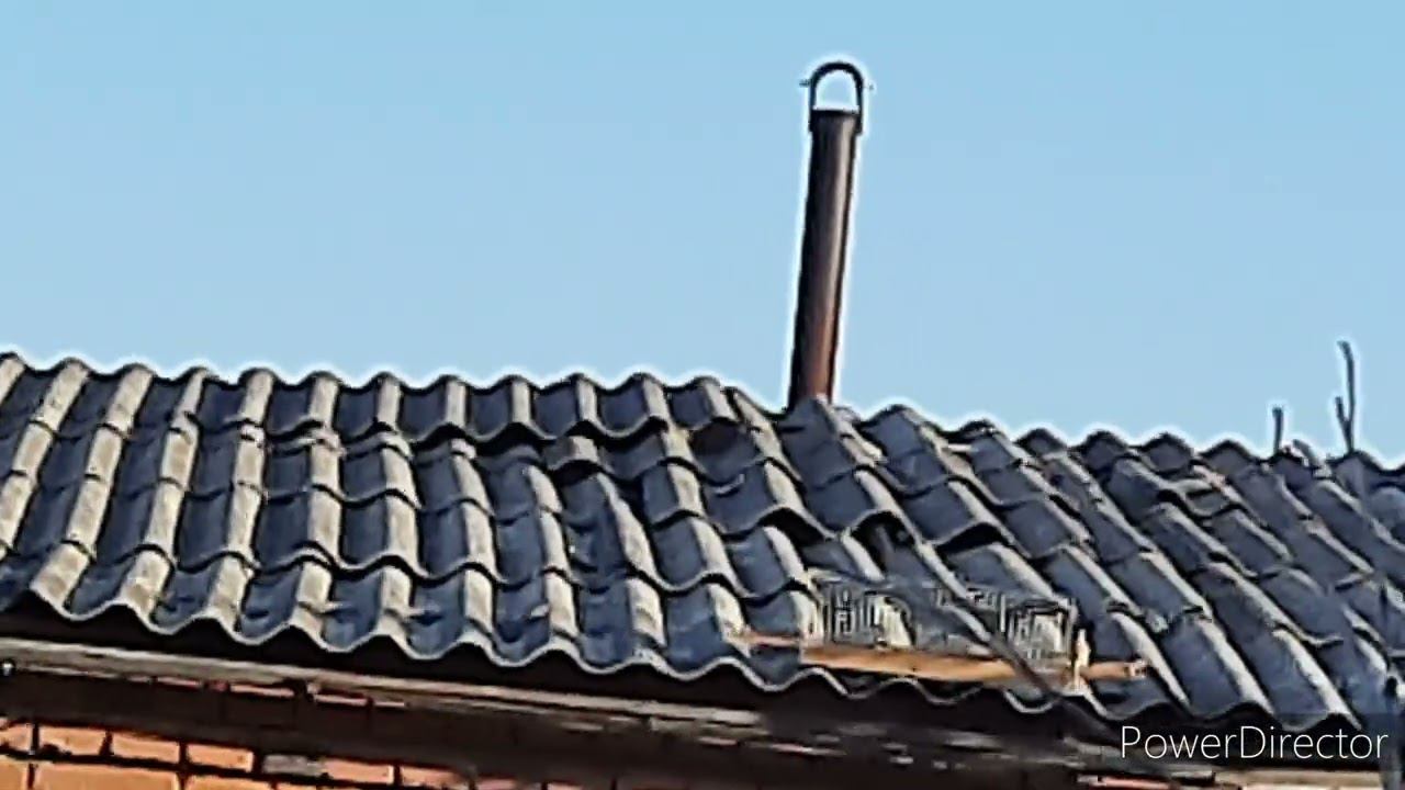 Ловля певчих птиц 31 августа 2021 год. смотреть онлайн