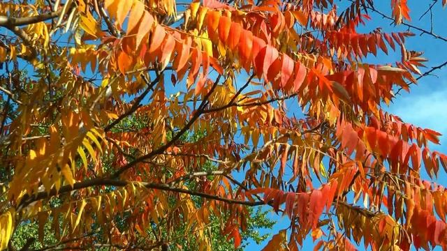 NETHERLANDS Autumn In Gelderland