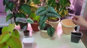 шикарный сциндапсус из любого сорта