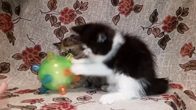 Продажа экзоты (котик чёрный биколор и когечка черепашка) смотреть онлайн