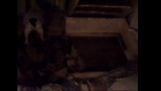 Щенки голубого французского бульдога Барни смотреть онлайн