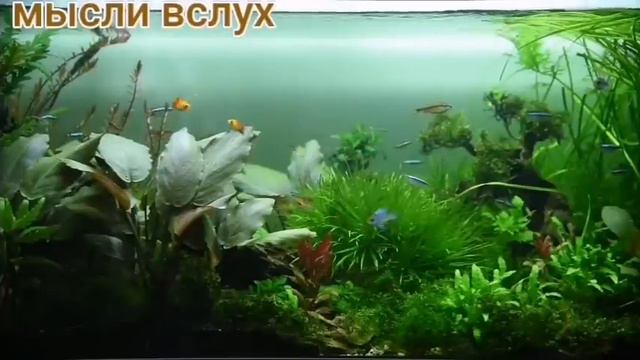 5 Самвел Ад молодец съел у кошки холодец. смотреть онлайн