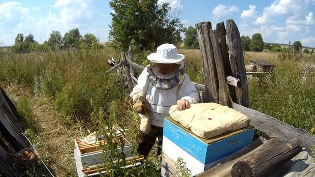 Сотовый Мёд. Лето 2021. Достаём рамки из пчелиного улья.