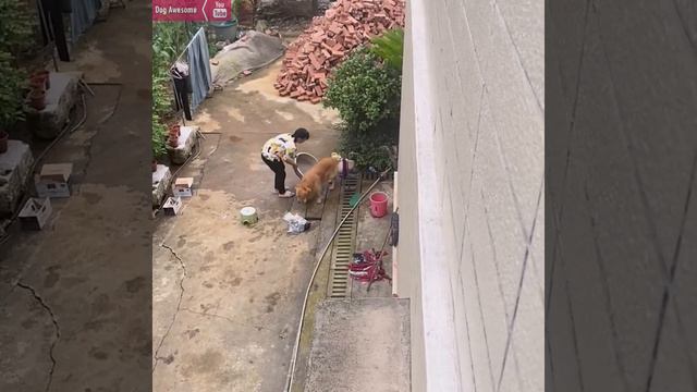 The golden retriever let the mother wash the vegetables it picked🤗Dog packs luggage😅 смотреть онлайн